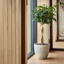 Raindrop Egg Planter - Stone -Hortology Shop Raindrop Couple Stone