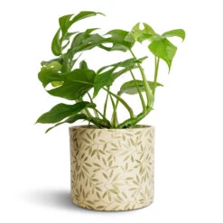 Lazzaro Plant Pot - Sage Foliage -Hortology Shop Rhaphidophora tetrasperma Monstera minima 12x25cm Lazzaro Plant Pot Sage Foliage 15x13cm