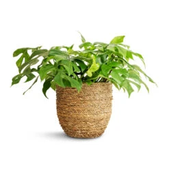 Cody Plant Pot - Straw Grass -Hortology Shop Rhaphidophora tetrasperma Monstera minima 15x25cm Cody Plant Pot Straw Grass 22x20cm a01898d3 36eb 4449 bfff f595c0b910e5