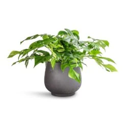Mini Pixie Plant Pot - Black Washed -Hortology Shop Rhaphidophora tetrasperma Monstera minima 15x25cm Mini Pixie Plant Pot Black Washed 24x20cm 678e6718 6199 4557 ad24 c6bd45ed5f38