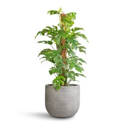 Cody Plant Pot - Ridged Cement -Hortology Shop Rhaphidophora tetrasperma Monstera minima Moss Pole 19x80cm Cody Plant Pot Ridged Cement 28x25cm 56836538 1827 4dcf 845f 22759ff73069