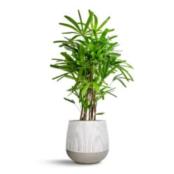 Pax Plant Pot - Ridged White Stripe 12 Pax Plant Pot - Ridged White Stripe -Hortology Shop Rhapis excelsa Lady Palm 27x110cm Pax Plant Pot Ridge White Stripe 40x36cm ebf3f0ed 909b 45f2 af74 d71166caff73