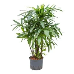 Rhapis Excelsa - Lady Palm - HydroCare -Hortology Shop Rhapis excelsa Lady Palm Hydroculture 25 19x120cm
