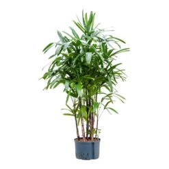 Rhapis Excelsa - Lady Palm - HydroCare -Hortology Shop Rhapis excelsa Lady Palm Hydroculture 28 19x150cm
