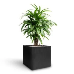 Grigio Cube Planter - Anthracite Concrete 17 Grigio Cube Planter - Anthracite Concrete -Hortology Shop Rhapis excelsa Lady Palm Hydroculture Grigio Cube Planter Anthracite Concrete