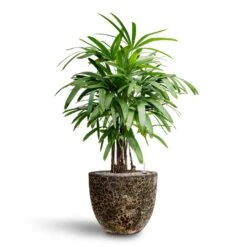 Rhapis Excelsa - Lady Palm - HydroCare -Hortology Shop Rhapis excelsa Lady Palm Hydroculture Lava Couple Relic Planter Black