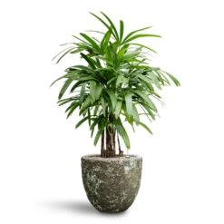 Rhapis Excelsa - Lady Palm - HydroCare -Hortology Shop Rhapis excelsa Lady Palm Hydroculture Lava Couple Relic Planter Jade