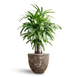 Lava Couple Relic Planter - Black 19 Lava Couple Relic Planter - Black -Hortology Shop Rhapis excelsa Lady Palm Hydroculture Lava Couple Relic Planter Rust f0d464ad e16e 49fb b48e 3cfe3e32cfe2