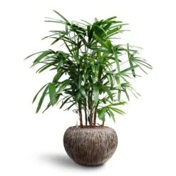 Rhapis Excelsa - Lady Palm - HydroCare -Hortology Shop Rhapis excelsa Lady Palm Hydroculture Luxe Lite Waterfall Globe Planter Bronze bbfc434c af63 49a5 a921 32d4359c800d