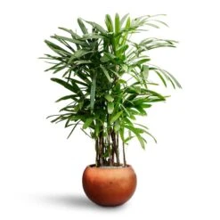 Rhapis Excelsa - Lady Palm - HydroCare -Hortology Shop Rhapis excelsa Lady Palm Hydroculture Metallic Couple Plant Pot Matt Copper