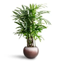 Metallic Globe Plant Pot - Matt Coffee -Hortology Shop Rhapis excelsa Lady Palm Hydroculture Metallic Globe Plant Pot Matt Coffee 1ab5e1bf 885e 4193 82b9 0d7312e9924d