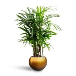 Rhapis Excelsa - Lady Palm - HydroCare -Hortology Shop Rhapis excelsa Lady Palm Hydroculture Metallic Globe Plant Pot Matt Honey b1928f7e 1254 4d5f 8ba1 ba7fe24b92c8