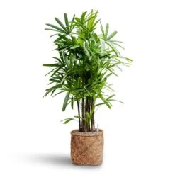 Rhapis Excelsa - Lady Palm - HydroCare -Hortology Shop Rhapis excelsa Lady Palm Hydroculture Zayn Bamboo Planter