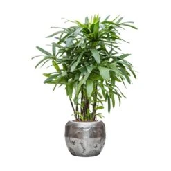Opus Raw Couple Planter - Silver -Hortology Shop Rhapis excelsa Lady Palm Hydroculture Opus Hammered Globe Planter Silver ef0fd365 6034 4926 8d5e 7989ec4ac63c
