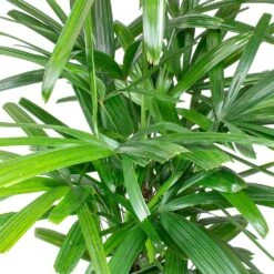 Rhapis Excelsa - Lady Palm - HydroCare -Hortology Shop Rhapis excelsa Lady Palm Leaves 910e89e9 2650 4eee 88d4 abdf8b306550