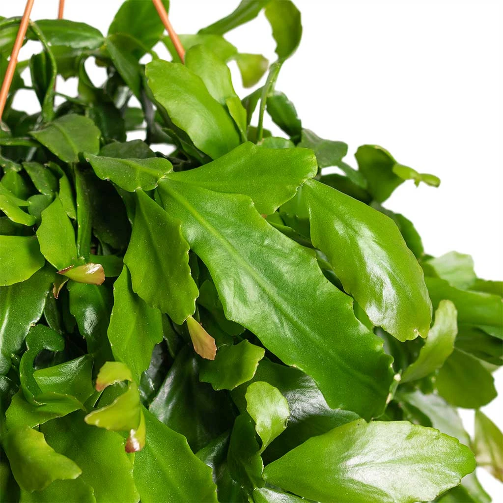 Rhipsalis Crispata - Mistletoe Cactus 2 Rhipsalis Crispata - Mistletoe Cactus - Image 2