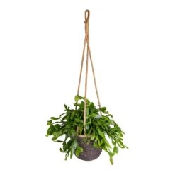 Rhipsalis Crispata - Mistletoe Cactus 12 Rhipsalis Crispata - Mistletoe Cactus -Hortology Shop Rhipsalis crispata Mistletoe Cactus 14x40cm Igmar Hanging Plant Basket Grey 17x14cm