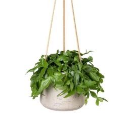 Patt Hanging Plant Pot - Grey Washed -Hortology Shop Rhipsalis crispata Mistletoe Cactus 14x40cm Patt Hanging Plant Pot Grey Washed 20x17cm c23603a9 19e4 4fb4 91af 9642b8e7875b