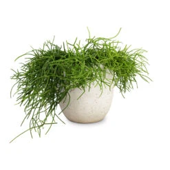 Rhipsalis Heteroclada - Mistletoe Cactus -Hortology Shop Rhipsalis heteroclada Mistletoe Cactus 21x55cm Cas Plant Pot Cool Grey 25x23cm