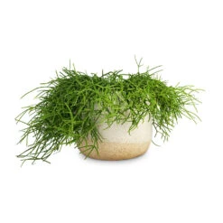 Rhipsalis Heteroclada - Mistletoe Cactus -Hortology Shop Rhipsalis heteroclada Mistletoe Cactus 21x55cm Iris Plant Pot Sand 26x21cm 1