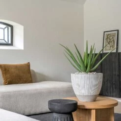 Jesslyn Plant Pot - Ridged White Stripe -Hortology Shop Ridged Jesslyn Plant Pot White Stripe Aloe Vera Houseplant