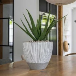 Jesslyn Plant Pot - Ridged White Stripe -Hortology Shop Ridged Jesslyn Plant Pot White Stripe Aloe Vera Indoor Plant