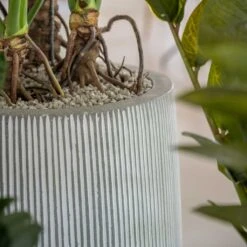 Tall Harith Plant Pot - Ridged White Stripe -Hortology Shop Ridged Tall Harith Plant Pot White Stripe Lifestyle 2