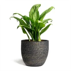 Aglaonema Christina - Chinese Evergreen -Hortology Shop Rinca Plant Pot Shiny Black 17x15cm Aglaonema Christina Chinese Evergreen 14x35cm 869775fc f93f 411c aabe 52b2bf2172ef