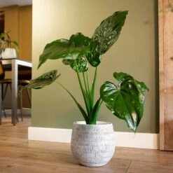 Ryan Plant Pot - White Black -Hortology Shop Ryan Plant Pot White Black Alocasia Houseplant