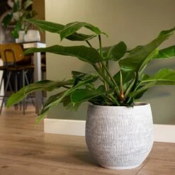 Ryan Plant Pot - White Black -Hortology Shop Ryan Plant Pot White Philodendron Houseplant