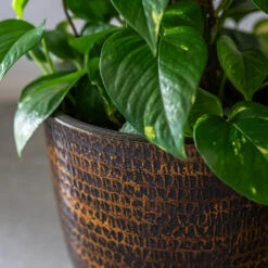 Sanna Plant Pot - Savanna -Hortology Shop Sanna Savana 7