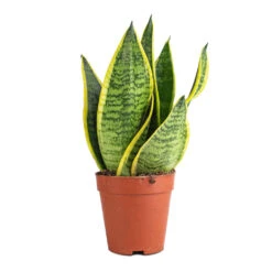 Sansevieria Trifasciata Futura Superba 17 Sansevieria Trifasciata Futura Superba -Hortology Shop Sanseviera trifasciata Futura Superba 9x30cm
