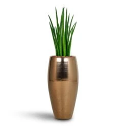 Sansevieria Cylindrica Spikes - HydroCare 13 Sansevieria Cylindrica Spikes - HydroCare -Hortology Shop Sansevieria Cylindrica Spikes Hydroculture Amora Duo Planter Gold