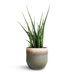 Sansevieria Fernwood Mikado - Snake Plant 11 Sansevieria Fernwood Mikado - Snake Plant -Hortology Shop Sansevieria Fernwood Mikado Snake Plant 12x40cm Tarra Plant Pot Forest 15x13cm