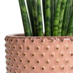 Sansevieria Fernwood Mikado - Snake Plant 14 Sansevieria Fernwood Mikado - Snake Plant -Hortology Shop Sansevieria Fernwood Mikado Snake Plant Bolino Plant Pot Pale Rose Close Up 5c06459b ff1f 4714 aa38 091207914c4b