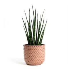 Sansevieria Fernwood Mikado - Snake Plant 13 Sansevieria Fernwood Mikado - Snake Plant -Hortology Shop Sansevieria Fernwood Mikado Snake Plant Bolino Plant Pot Pale Rose 5b19f086 d7b8 4ca5 ad1c 1264cbd55637