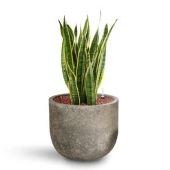 Cody Cement & Stone Plant Pot - Granite Grey -Hortology Shop Sansevieria Laurentii HydroCare Cement Stone Cody Plant Pot Granite Grey 14982688 977c 4e08 8189 2a97acf197dc