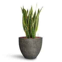 Jesslyn Cement & Stone Plant Pot - Granite Grey -Hortology Shop Sansevieria Laurentii HydroCare Cement Stone Jesslyn Plant Pot Granite Grey 358d76de 388c 4949 a50d 01281f58f44d