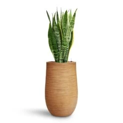 Dune Partner Planter - Almond -Hortology Shop Sansevieria Laurentii HydroCare Dune Partner Planter Almond d489d59d 0bb1 4543 905c 04563d142dc2