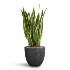 Raindrop Egg Planter - Anthracite -Hortology Shop Sansevieria Laurentii HydroCare Raindrop Couple Planter Anthracite