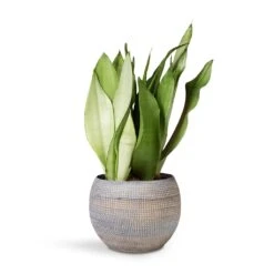 Sansevieria Trifasciata Moonshine - Snake Plant -Hortology Shop Sansevieria Trifaciata Moonshine Snake 12x35cm Dex Plant Pot Earth 17x13cm