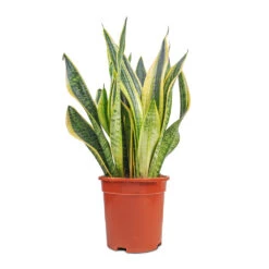 Sansevieria Trifasciata Futura Superba 26 Sansevieria Trifasciata Futura Superba -Hortology Shop Sansevieria Trifasciata Futura Superba 17x60cm
