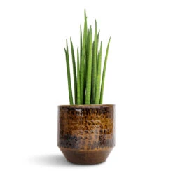 Sanna Plant Pot - Savanna -Hortology Shop Sansevieria bacularis Mikado Snake Plant 12x40cm Sanna Plant Pot Savanna 15x13cm 9295d6bf ab6d 4832 b7f2 77be8424131c