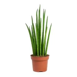 Sansevieria Bacularis Mikado - Snake Plant 9 Sansevieria Bacularis Mikado - Snake Plant -Hortology Shop Sansevieria bacularis Mikado Snake Plant