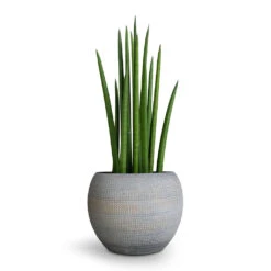 Sansevieria Cylindrica Spikes - Cylindrical Snake Plant -Hortology Shop Sansevieria cylindrica Spikes Cylindrical Snake Plant 12x40cm Dex Plant Pot Earth 17x13cm