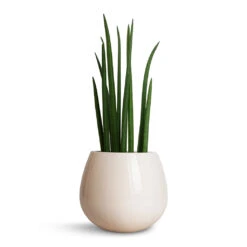Nova Plant Pot - Cream -Hortology Shop Sansevieria cylindrica Spikes Cylindrical Snake Plant 15x50cm Nova Plant Pot Cream 23x18cm