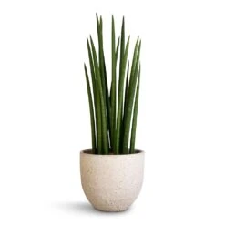 Sansevieria Cylindrica Spikes - Cylindrical Snake Plant -Hortology Shop Sansevieria cylindrica Spikes Cylindrical Snake Plant 17x60cm Cas Plant Pot Cool Grey 21x19cm