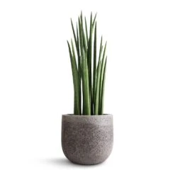 Sansevieria Cylindrica Spikes - Cylindrical Snake Plant -Hortology Shop Sansevieria cylindrica Spikes Cylindrical Snake Plant 19x70cm Cody Cement Stone Plant Pot Granite Grey 25x24cm