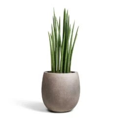 Sansevieria Cylindrica Spikes - Cylindrical Snake Plant -Hortology Shop Sansevieria cylindrica Spikes Cylindrical Snake Plant 19x70cm Grigio Balloon Plant Pot Natural Concrete 30x30cm 2c36abbd f4b9 4fe3 8831 1b19b151a043