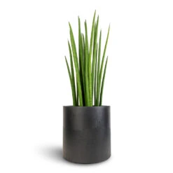 Puk Natural Planter - Matt Black -Hortology Shop Sansevieria cylindrica Spikes Cylindrical Snake Plant 19x70cm Puk Natural Planter Matt Black 25x25cm